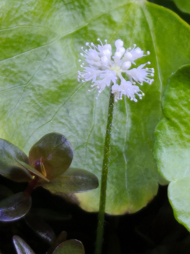 Photographie du post de Loran 