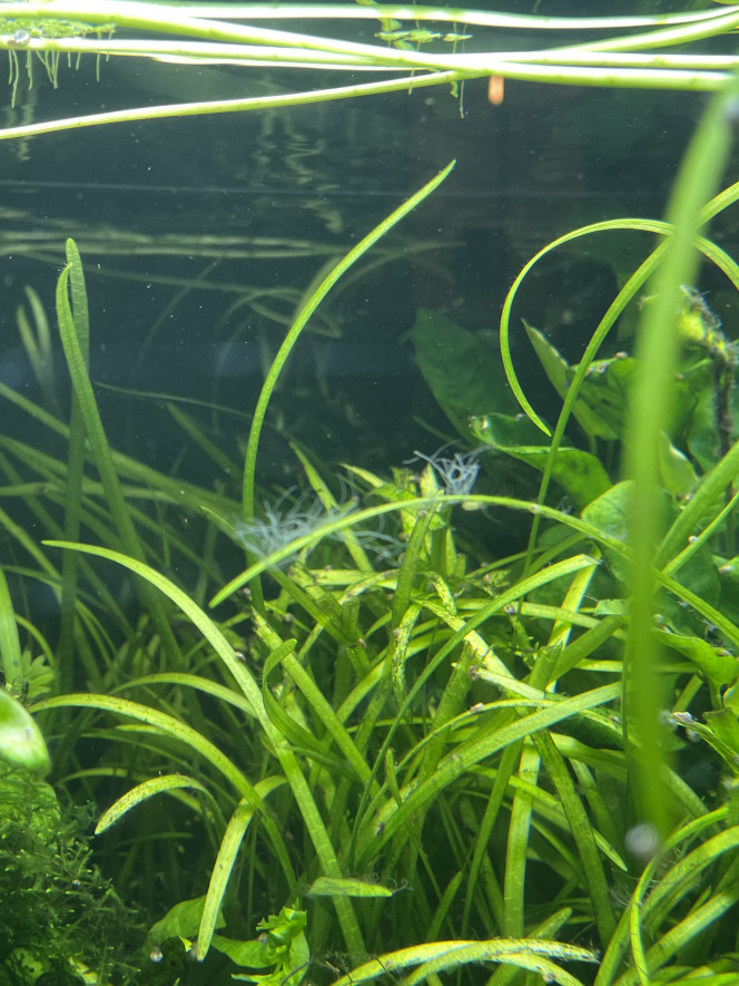 Photographie du post de Molac 