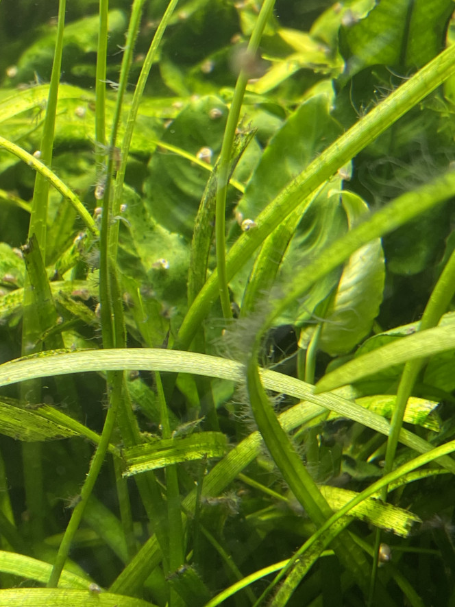 Photographie du post de Molac 