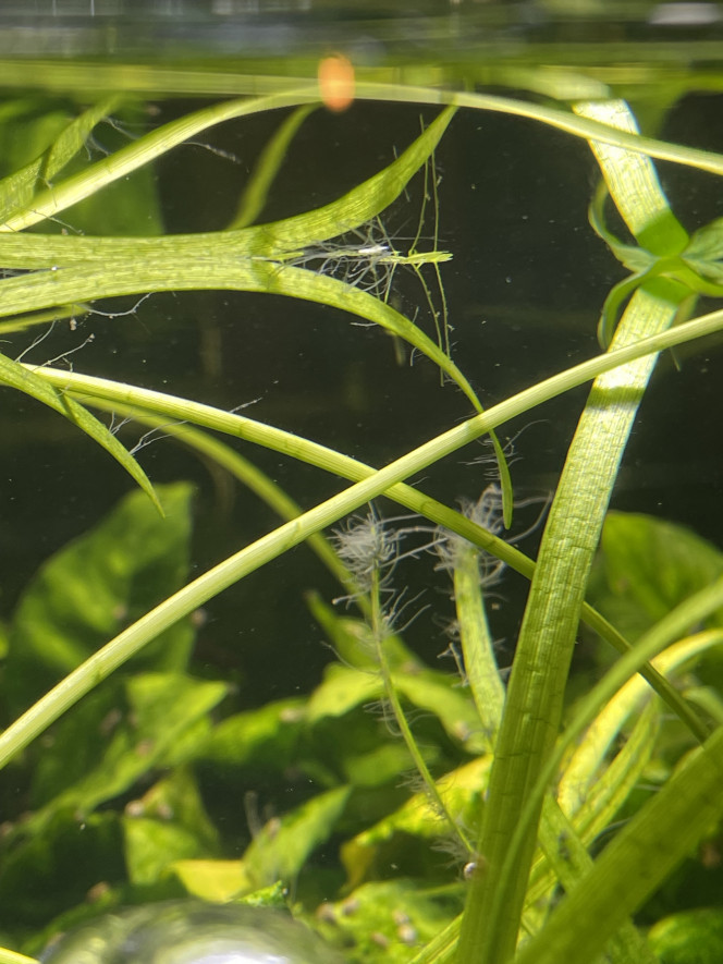 Photographie du post de Molac 