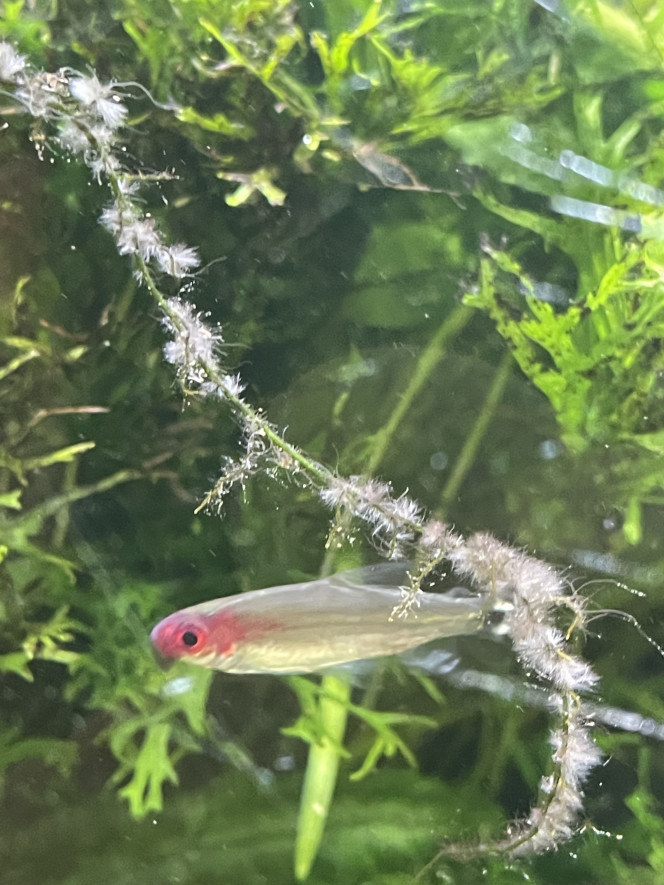 Photographie du post de Molac 