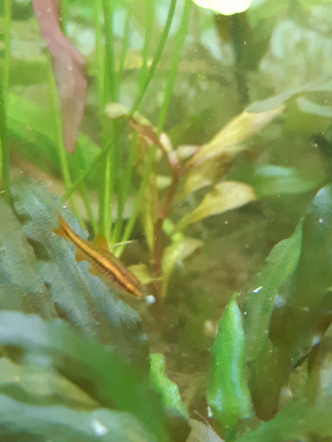 Repro barbus cerise Après 2 échecs de reproduction, j'ai observé un petit barbus cerise... dans le bac d'ensemble. Il fait déjà un bon demi cm. Je suis étonné qu'il ait survécu ici, mais il est bien vif, difficile de faire une photo nette