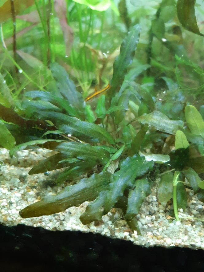 Repro barbus cerise Après 2 échecs de reproduction, j'ai observé un petit barbus cerise... dans le bac d'ensemble. Il fait déjà un bon demi cm. Je suis étonné qu'il ait survécu ici, mais il est bien vif, difficile de faire une photo nette