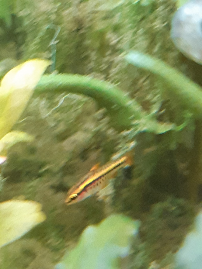 Repro barbus cerise Après 2 échecs de reproduction, j'ai observé un petit barbus cerise... dans le bac d'ensemble. Il fait déjà un bon demi cm. Je suis étonné qu'il ait survécu ici, mais il est bien vif, difficile de faire une photo nette