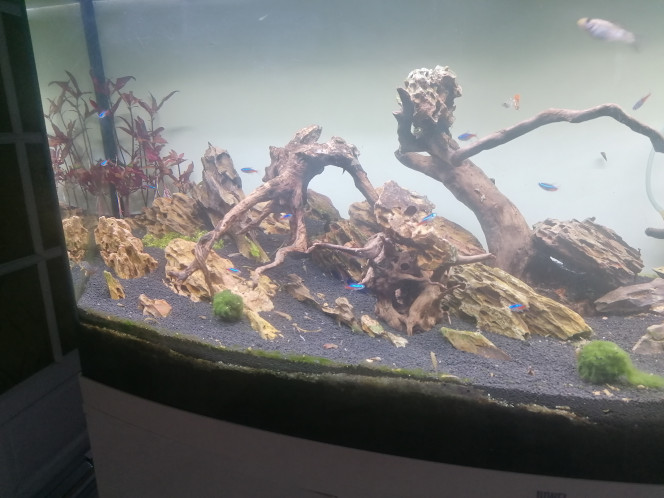 Photographie du post de Barbu62 