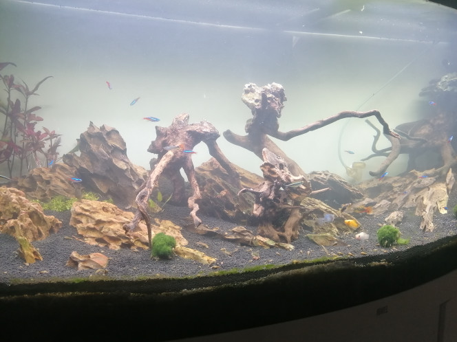 Photographie du post de Barbu62 