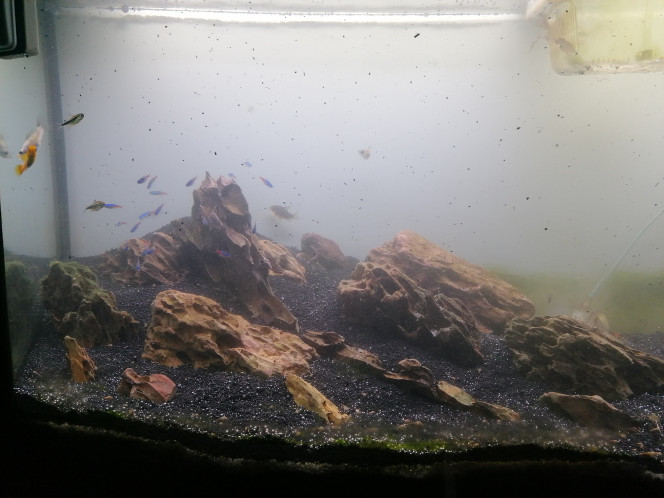 Photographie du post de Barbu62 