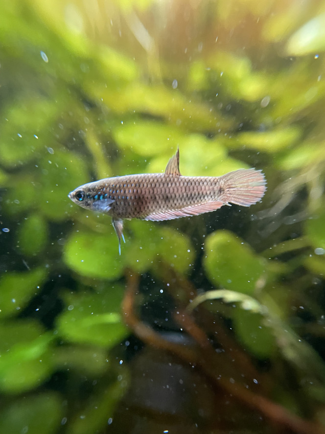  J’ai réussi à prendre de belles photos de la femelle dominante (les trucs en suspension c’est parce que je venais de leur donner des cyclops décongelés).
Quant au mâle, il est trop occupé à surveiller son nid de bulle au fond de l’aquarium !