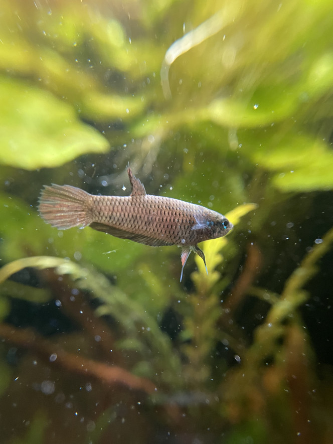  J’ai réussi à prendre de belles photos de la femelle dominante (les trucs en suspension c’est parce que je venais de leur donner des cyclops décongelés).
Quant au mâle, il est trop occupé à surveiller son nid de bulle au fond de l’aquarium !