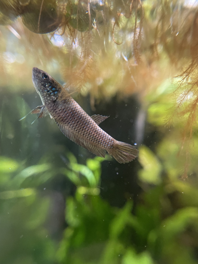  J’ai réussi à prendre de belles photos de la femelle dominante (les trucs en suspension c’est parce que je venais de leur donner des cyclops décongelés).
Quant au mâle, il est trop occupé à surveiller son nid de bulle au fond de l’aquarium !