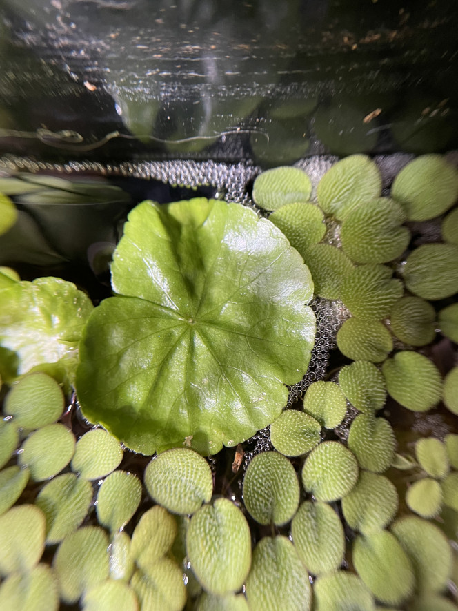  J’ai réussi à prendre de belles photos de la femelle dominante (les trucs en suspension c’est parce que je venais de leur donner des cyclops décongelés).
Quant au mâle, il est trop occupé à surveiller son nid de bulle au fond de l’aquarium !