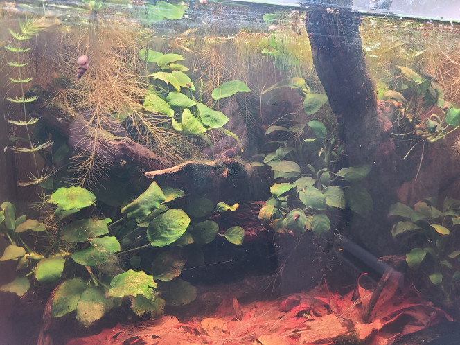 Photographie du post de laurent-galichet 