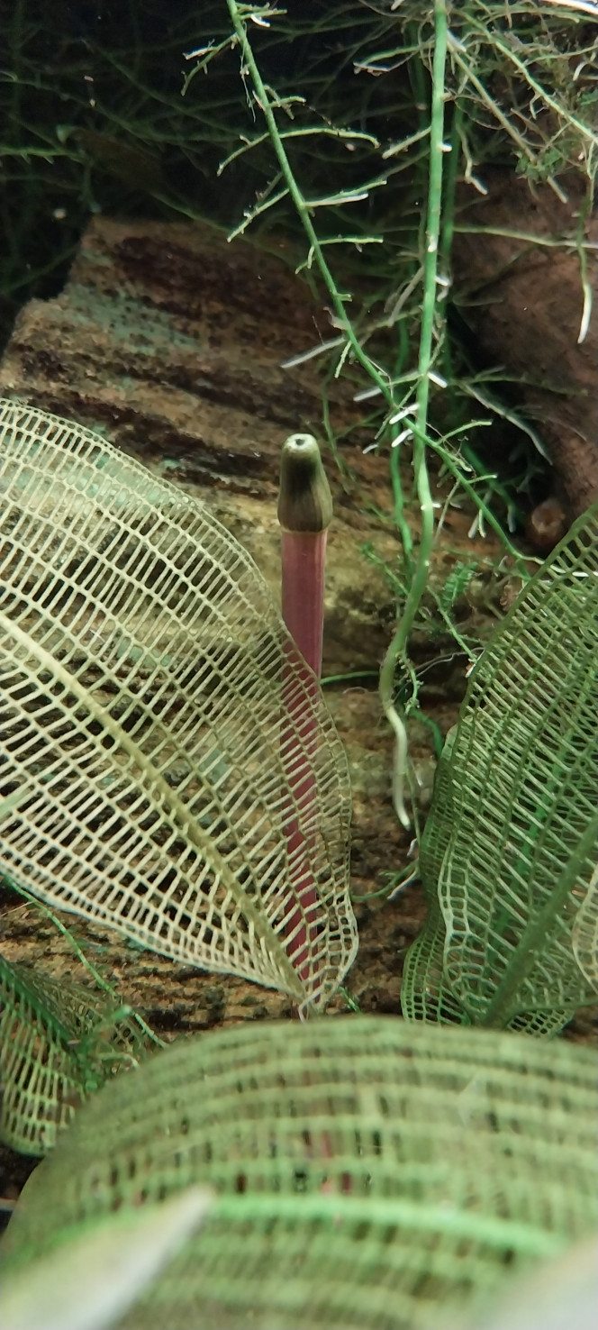 Photographie du post de STK54 