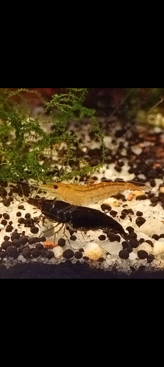 Photographie du post de Lalisa_2 