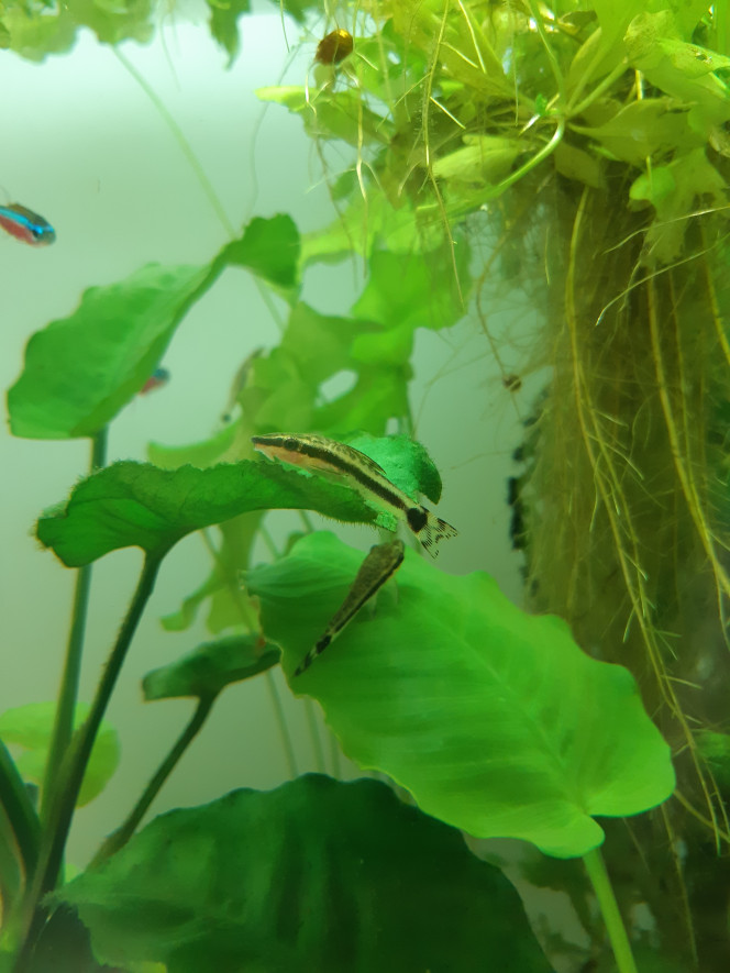 Otocinclus Je regrette de ne pas avoir découvert ces poissons plus tôt !