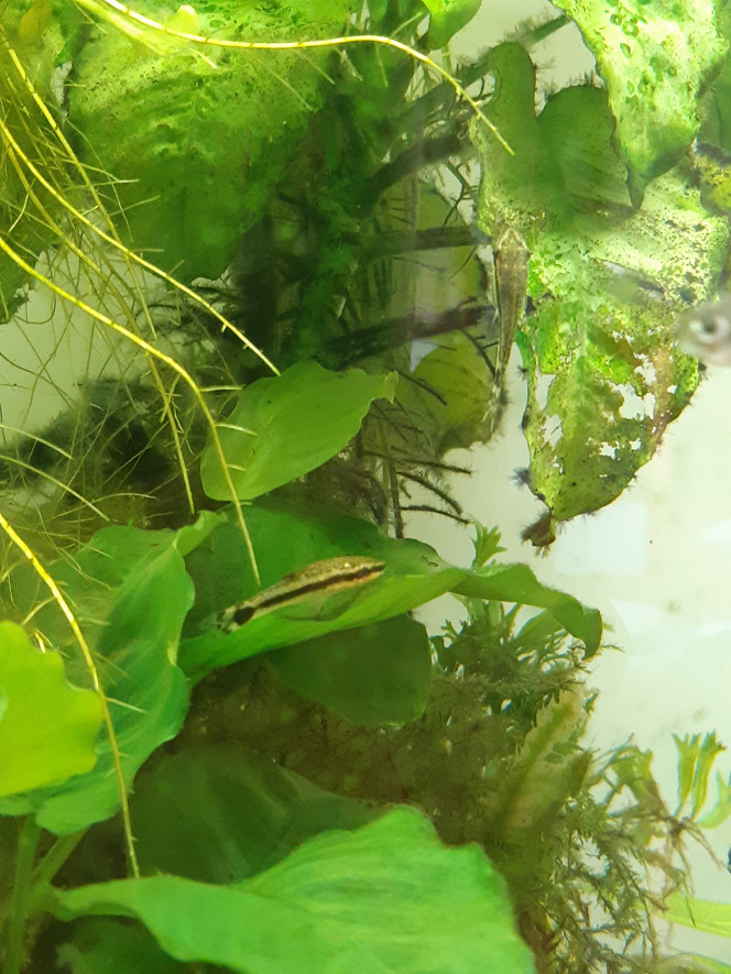 Otocinclus Je regrette de ne pas avoir découvert ces poissons plus tôt !