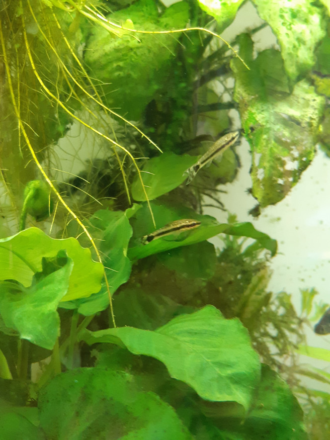 Otocinclus Je regrette de ne pas avoir découvert ces poissons plus tôt !