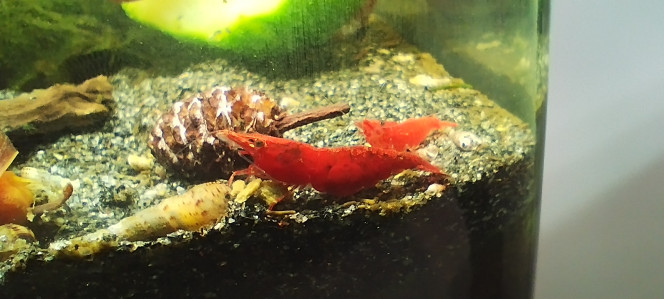 Photographie du post de Olivier1977 