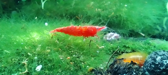 Photographie du post de Olivier1977 