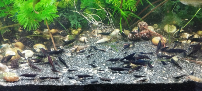 Photographie du post de Olivier1977 