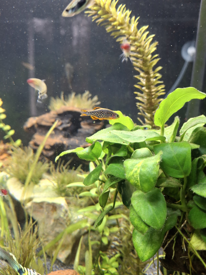 Chantier du changement de sol terminé J'ai profité du changement de sol pour installer une superbe racine dragon wood avec plein de cachettes + mousse sur la plateforme (HLM de kuhlis, ancistrus et corydoras ;'))
Tous les habitants se portent bien !