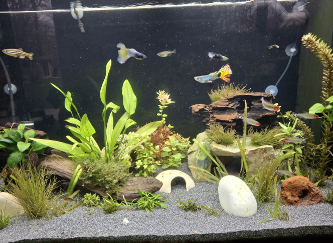 Chantier du changement de sol terminé J'ai profité du changement de sol pour installer une superbe racine dragon wood avec plein de cachettes + mousse sur la plateforme (HLM de kuhlis, ancistrus et corydoras ;'))
Tous les habitants se portent bien !