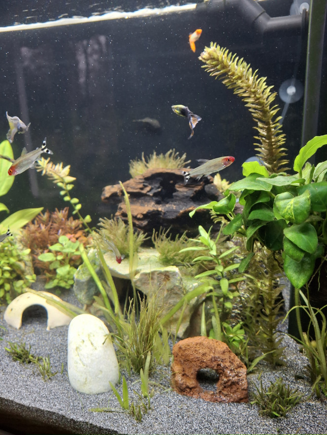 Chantier du changement de sol terminé J'ai profité du changement de sol pour installer une superbe racine dragon wood avec plein de cachettes + mousse sur la plateforme (HLM de kuhlis, ancistrus et corydoras ;'))
Tous les habitants se portent bien !