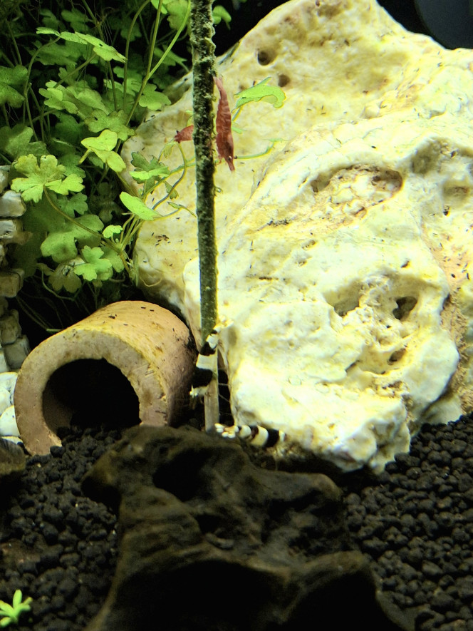 A table ! Les crevettes se portent bien, première mue trouvée dans les décors. 
Tout se petit monde se porte à merveille !