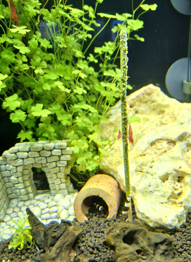 A table ! Les crevettes se portent bien, première mue trouvée dans les décors. 
Tout se petit monde se porte à merveille !