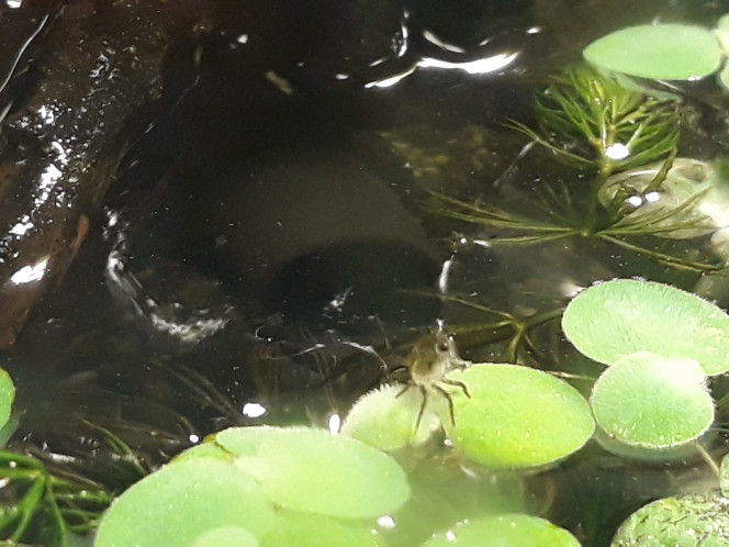 Photographie du post de Dimu 