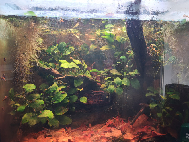 Photographie du post de laurent-galichet 