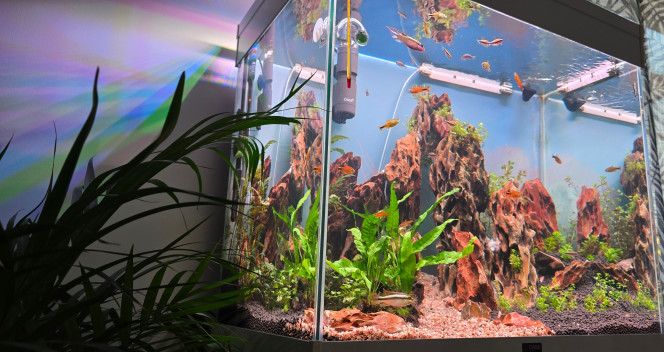 Photographie du post de Yannick66 