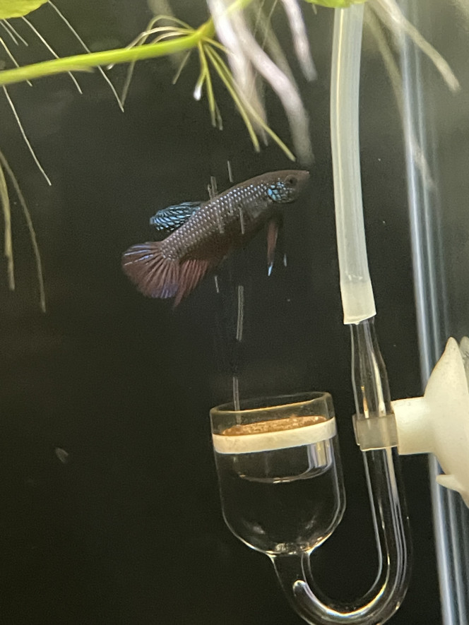  J’ai réussi à prendre une photo potable du mâle en pleine ponte avec la femelle dominante (cf publication précédente). Et une photo en macro de la femelle dominée.