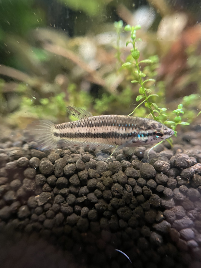  J’ai réussi à prendre une photo potable du mâle en pleine ponte avec la femelle dominante (cf publication précédente). Et une photo en macro de la femelle dominée.
