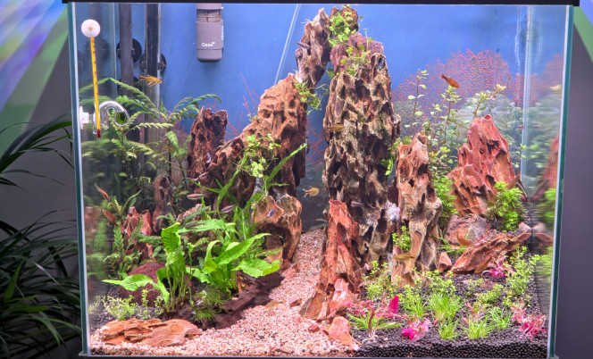 Photographie du post de Yannick66 