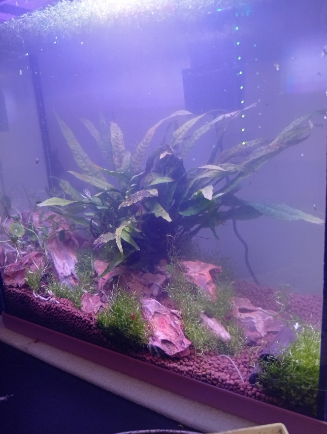 Pierre du Dragon Enfin planter ! J'en suis si fière la lumière rend bien hommage au teinte ocre des pierre !