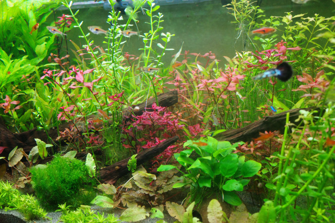 Réorganisation Un peu de jardinage ça fait pas de mal !