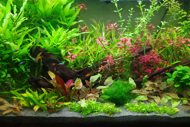 Vue d'ensemble Comme prévu, le premier plan a été dégagé au profit de gazonnantes