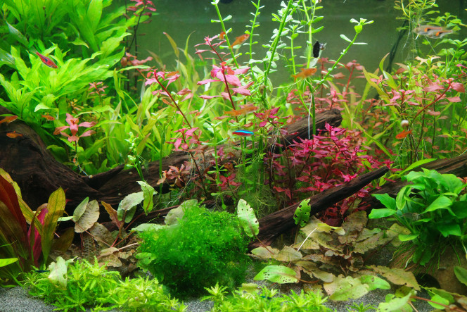 Quelques habitants Je maintiens de petites espèces en bancs et des blue velvet qui se sont reproduit