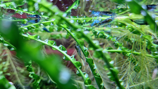 Photographie du post de ArtemusKlegg 