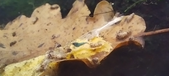 Photographie du post de Olivier1977 