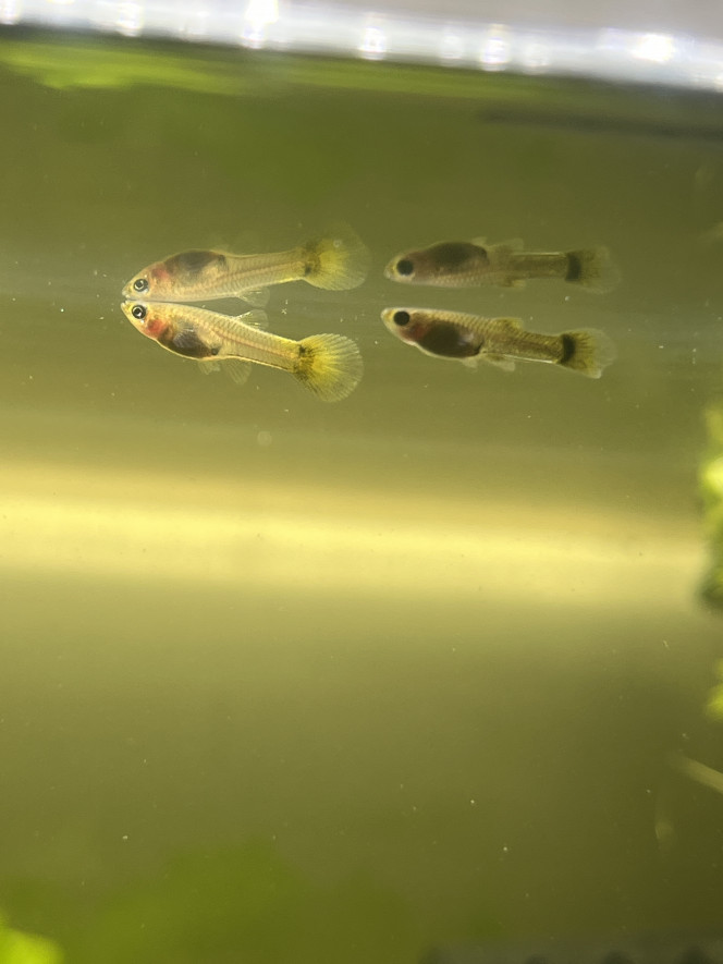 Photographie du post de LaRenardouce 