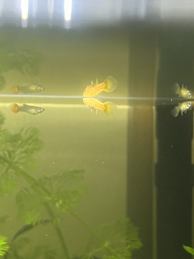 Photographie du post de LaRenardouce 