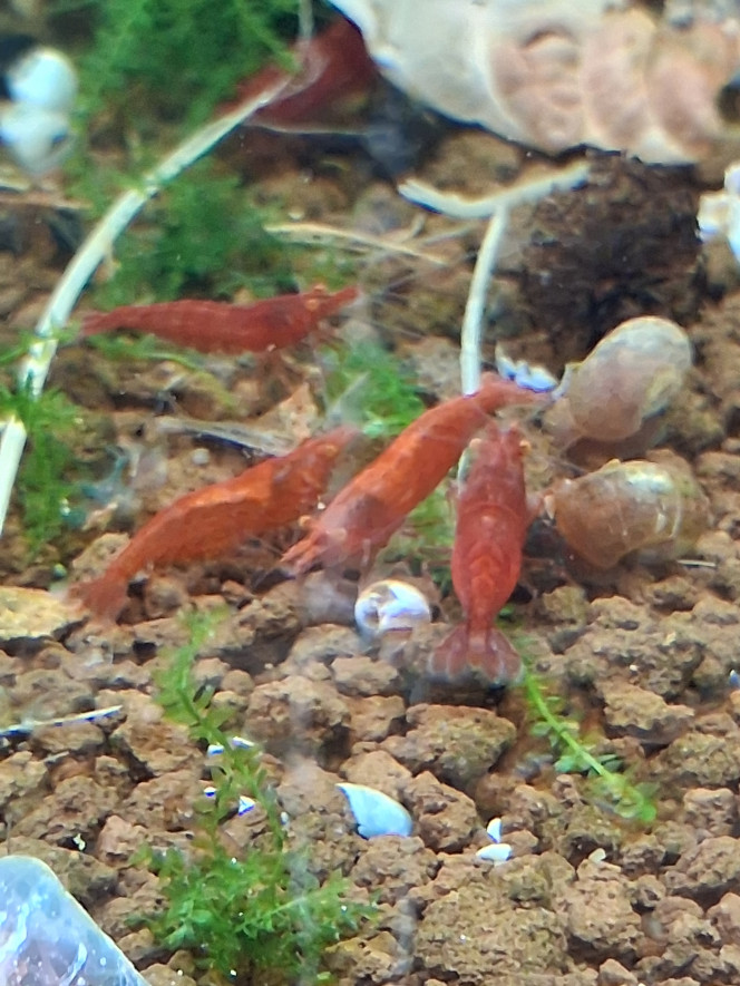 Photographie du post de PORTELLI 