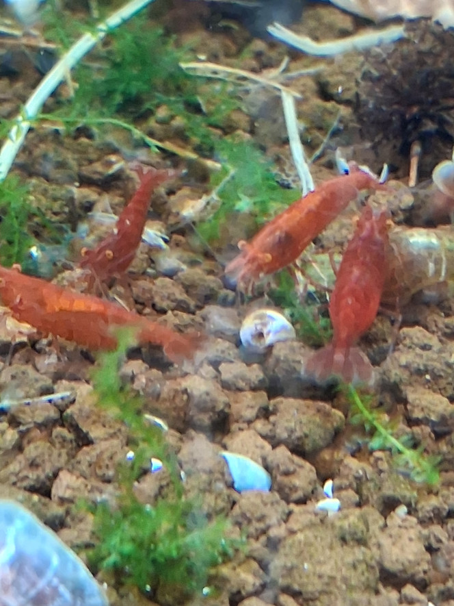 Photographie du post de PORTELLI 