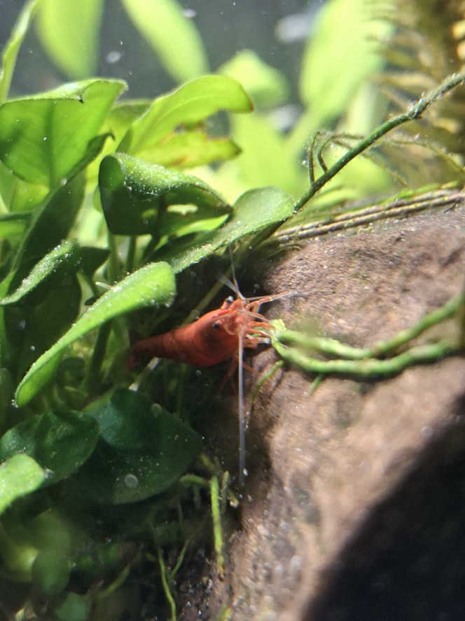 C'est concombre party ce soir ! 