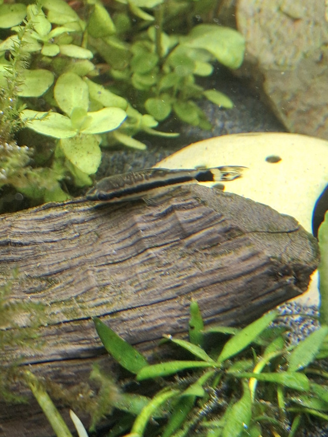 C'est concombre party ce soir ! 