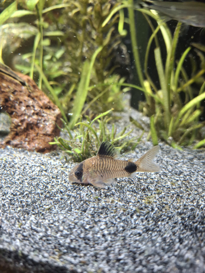 C'est concombre party ce soir ! 