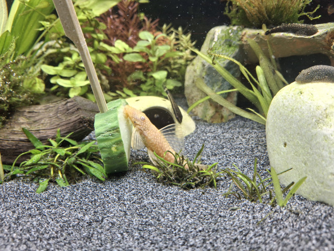 C'est concombre party ce soir ! 