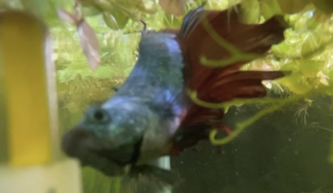 Photographie du post de Tayrox 